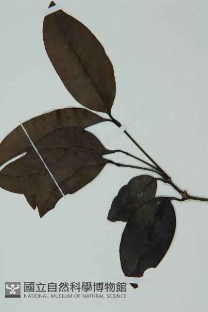 小葉買麻藤藏品圖，第5張