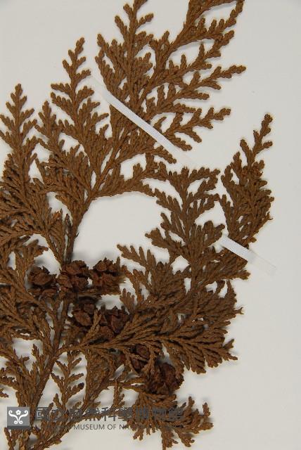 紅檜藏品圖，第5張