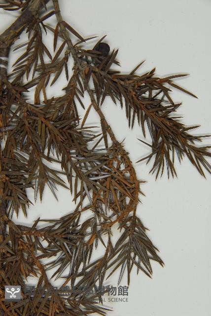 刺柏藏品圖，第5張