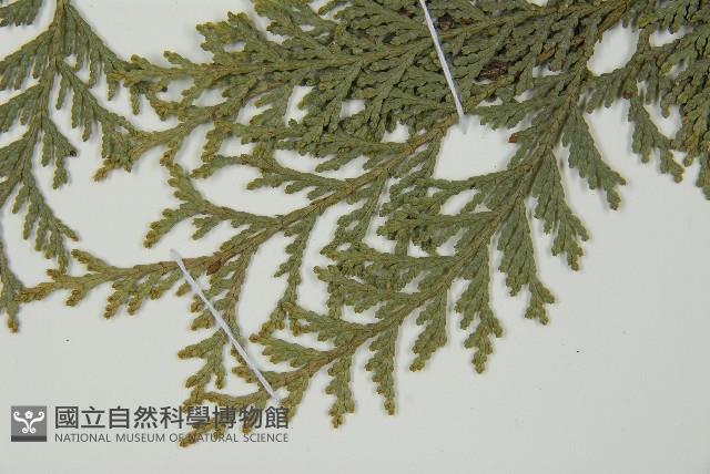 臺灣扁柏藏品圖，第5張