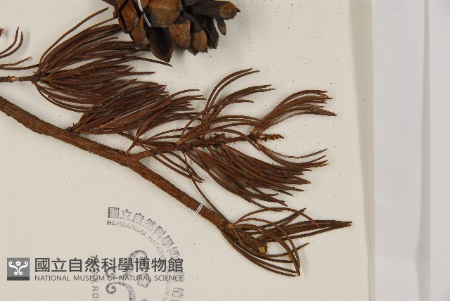華南五針松藏品圖，第5張