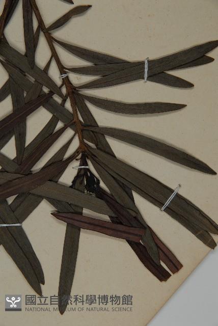 桃實百日青藏品圖，第5張