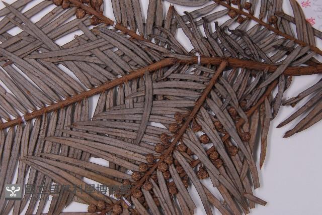 三尖杉藏品圖，第5張