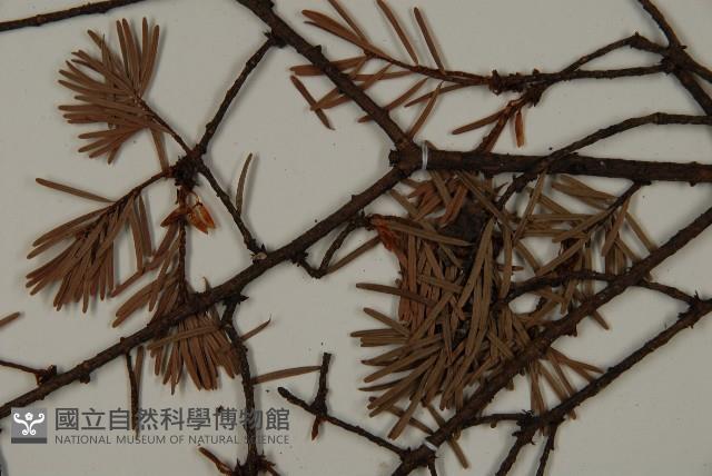 臺灣黃杉藏品圖，第4張