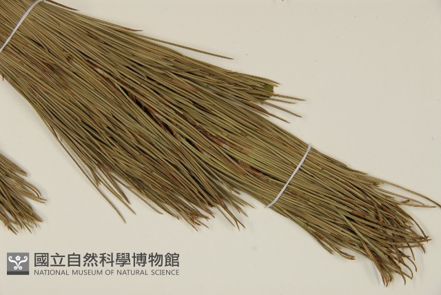 臺灣二葉松藏品圖，第4張