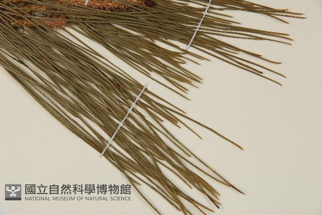 琉球松藏品圖，第5張