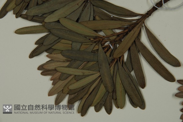 蘭嶼羅漢松藏品圖，第4張