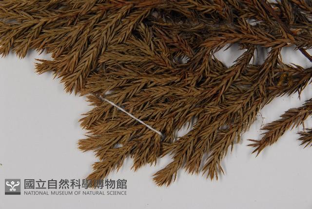 香青藏品圖，第5張