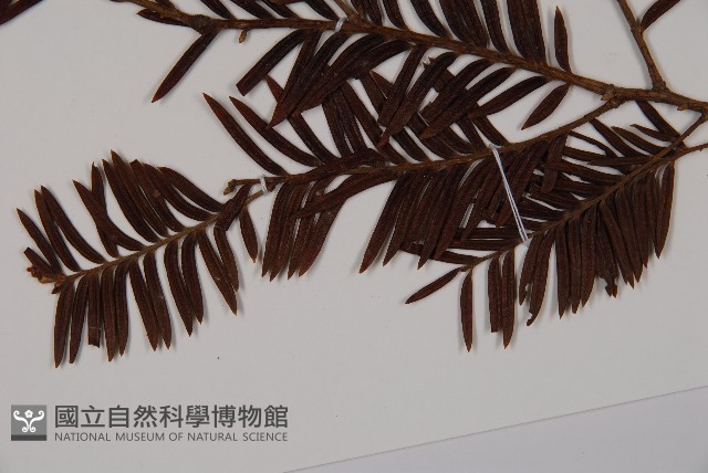 南方紅豆杉藏品圖，第5張