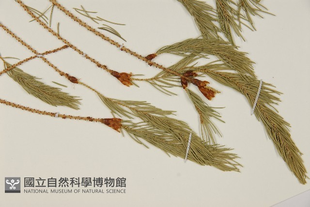 臺灣雲杉藏品圖，第5張