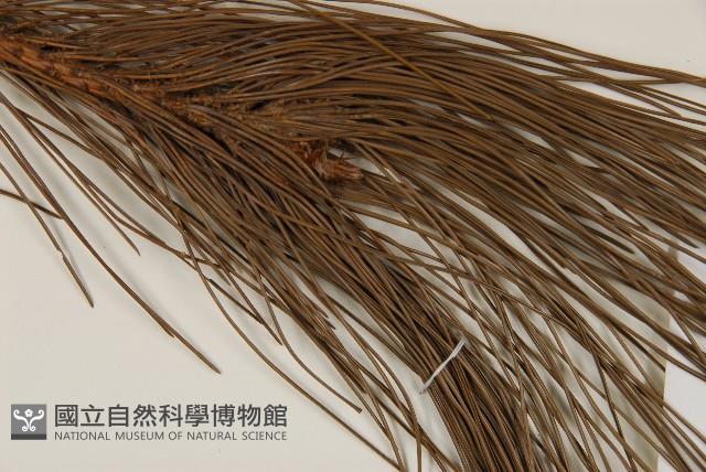 臺灣二葉松藏品圖，第4張