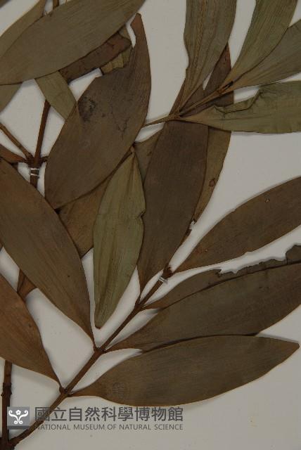 竹柏藏品圖，第4張