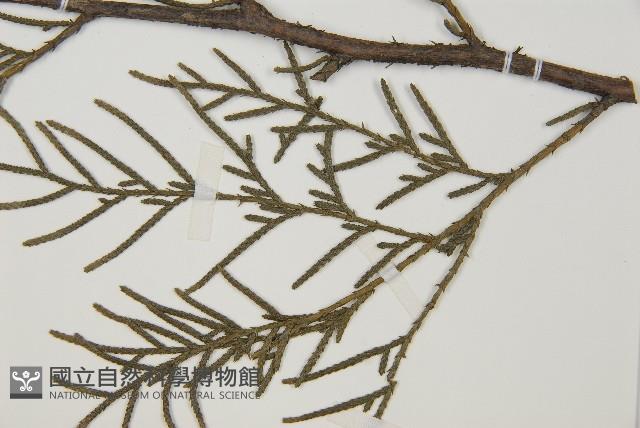 柏木、柏樹藏品圖，第5張