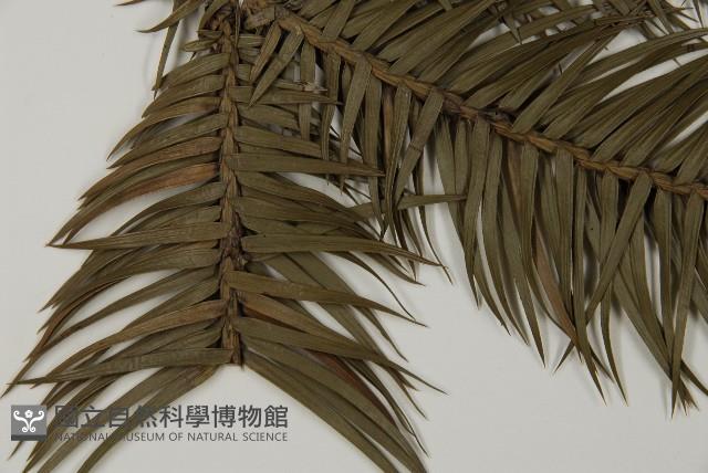 杉木藏品圖，第5張