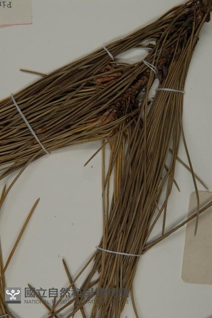 黑松藏品圖，第5張