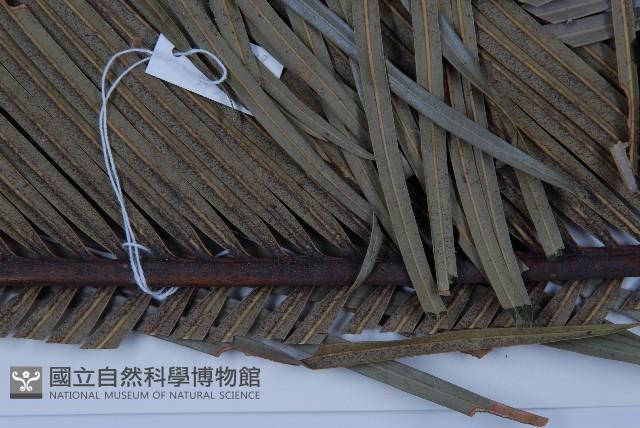 台東蘇鐵藏品圖，第4張