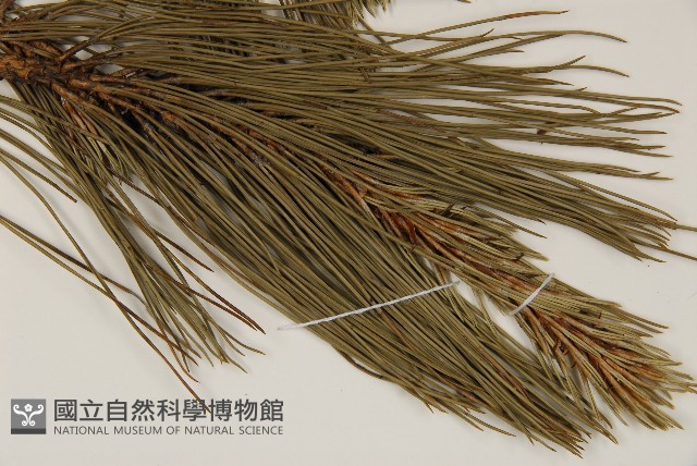 臺灣二葉松藏品圖，第4張