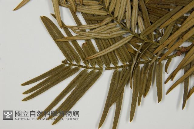 臺灣粗榧、台灣三尖杉藏品圖，第5張