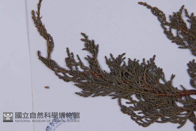 滇藏方枝柏藏品圖，第5張