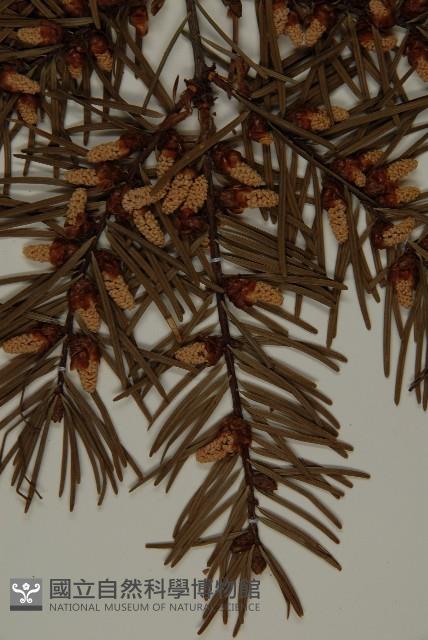 臺灣黃杉藏品圖，第4張