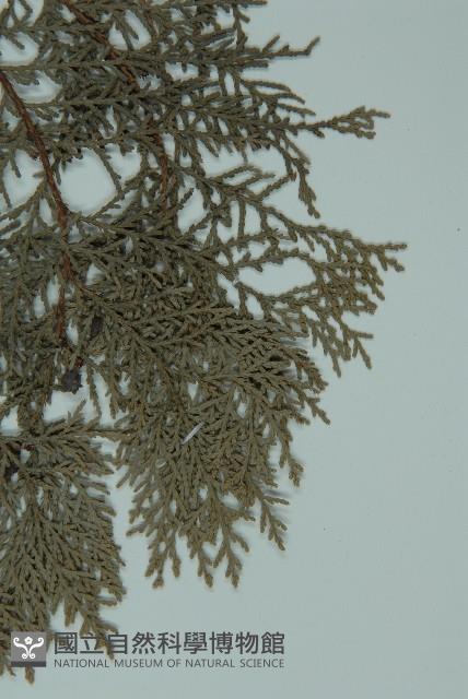 側柏藏品圖，第5張