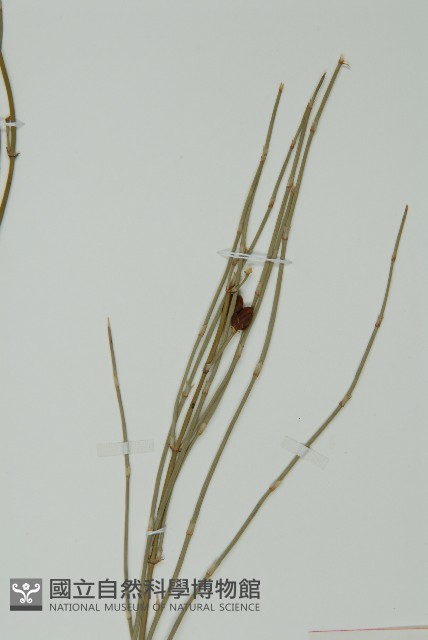 草麻黃藏品圖，第5張