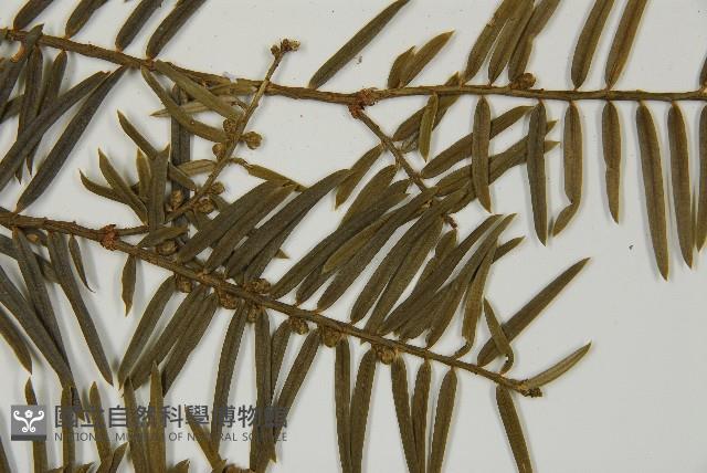 臺灣粗榧、台灣三尖杉藏品圖，第5張