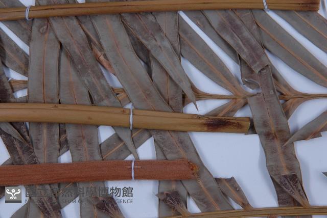 光果蘇鐵藏品圖，第5張