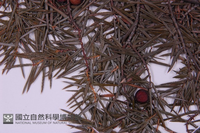 刺柏藏品圖，第5張