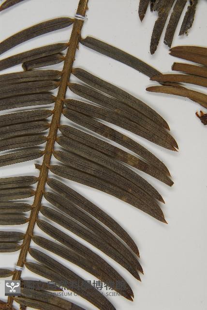 中國粗榧藏品圖，第5張