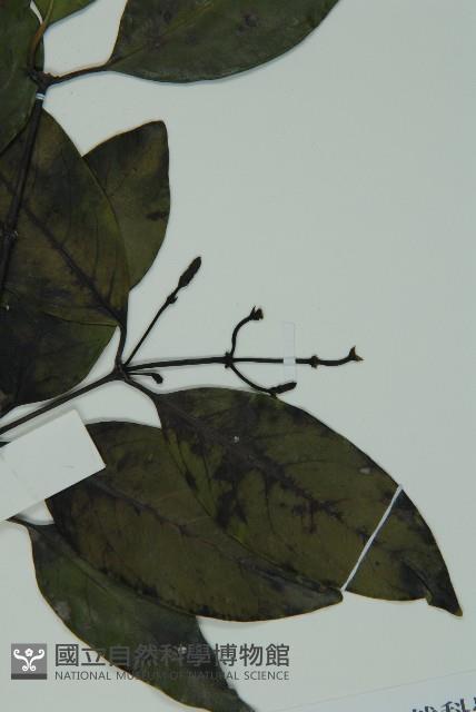 羅浮買麻藤藏品圖，第5張