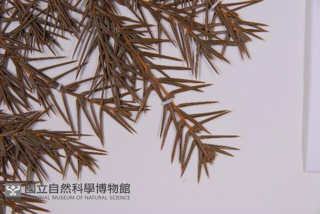 刺柏藏品圖，第5張