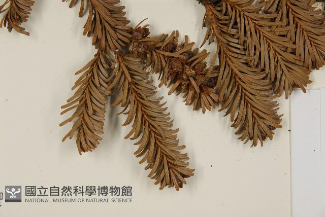 臺灣冷杉藏品圖，第5張