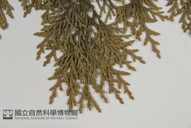 臺灣扁柏藏品圖，第5張