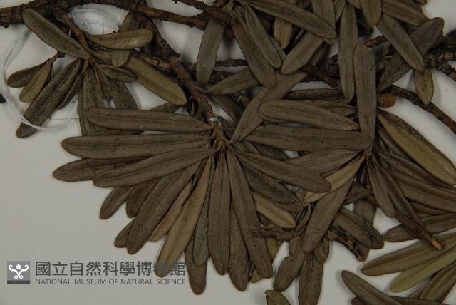 蘭嶼羅漢松藏品圖，第4張