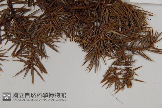 刺柏藏品圖，第5張