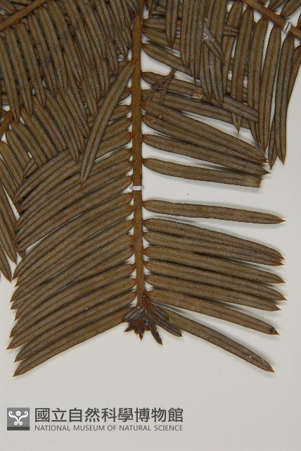 中國粗榧藏品圖，第5張