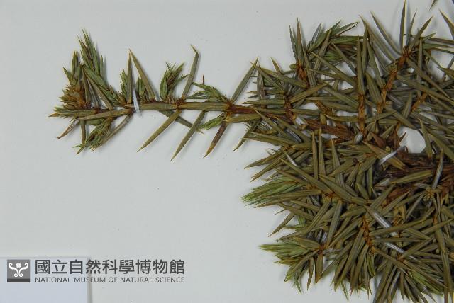 刺柏藏品圖，第5張