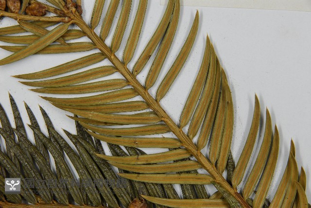 三尖杉藏品圖，第5張