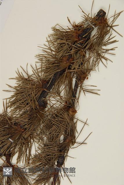 怒江紅杉藏品圖，第5張