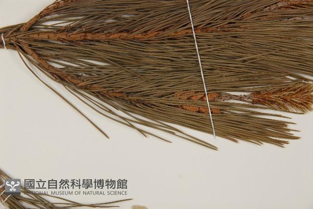 日本赤松藏品圖，第5張