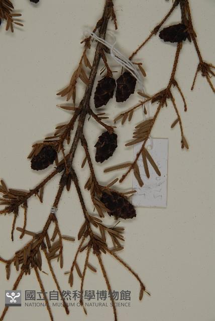 臺灣鐵杉藏品圖，第4張