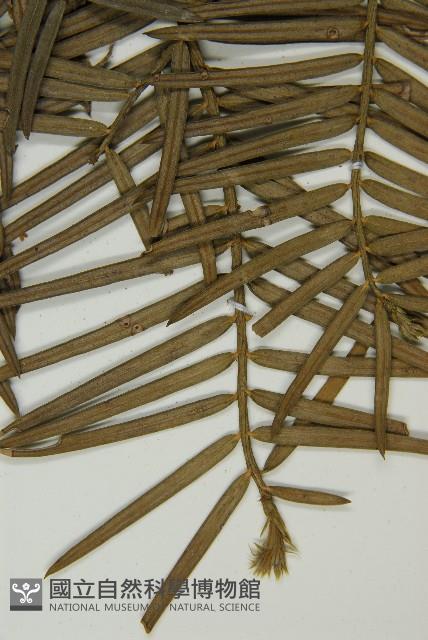 臺灣粗榧、台灣三尖杉藏品圖，第5張