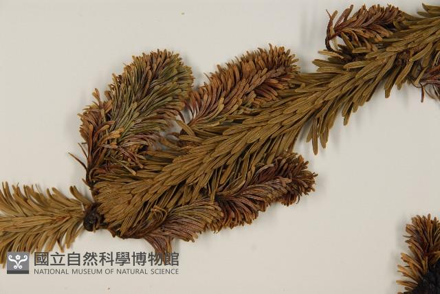 臺灣冷杉藏品圖，第5張