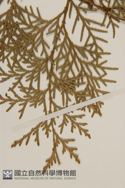 側柏藏品圖，第5張