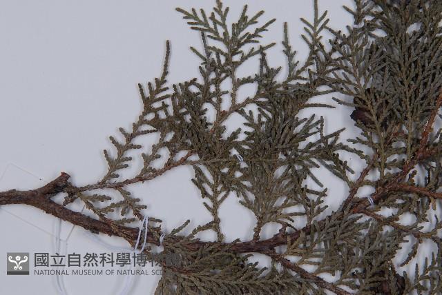 側柏藏品圖，第5張