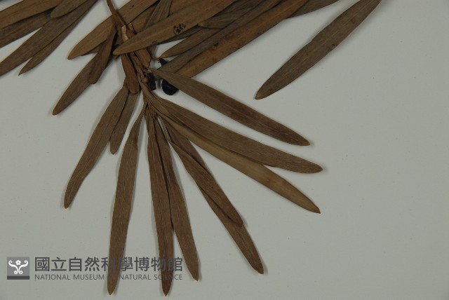 大葉羅漢松藏品圖，第5張