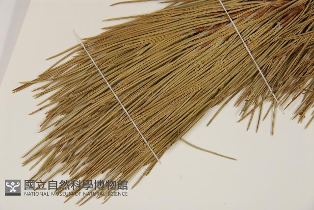 高山松藏品圖，第5張