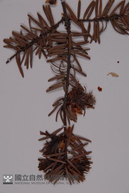 臺灣黃杉藏品圖，第4張