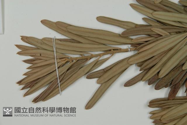 蘭嶼羅漢松藏品圖，第7張